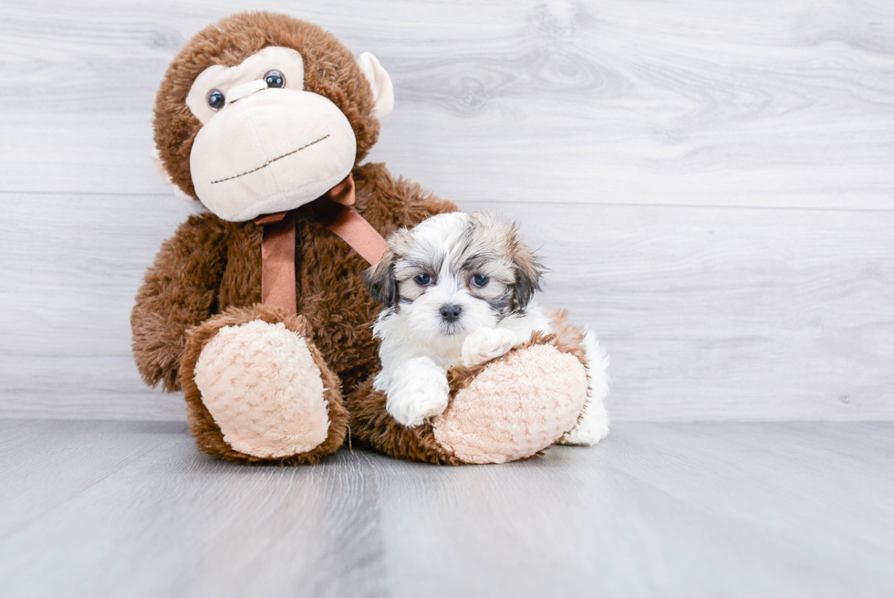 Teddy Bear Puppy for Adoption