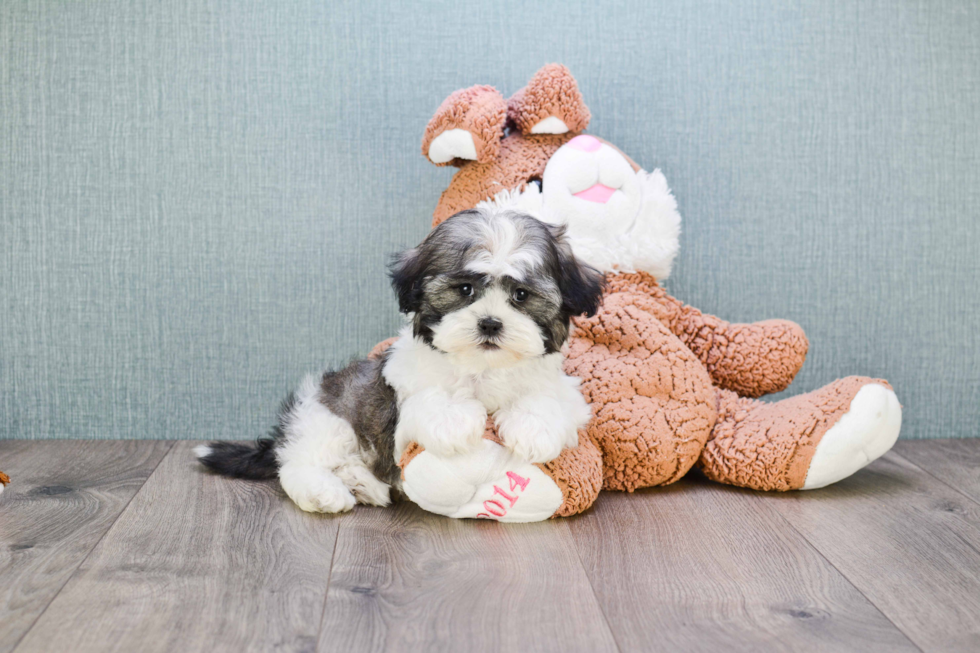 Teddy Bear Pup Being Cute