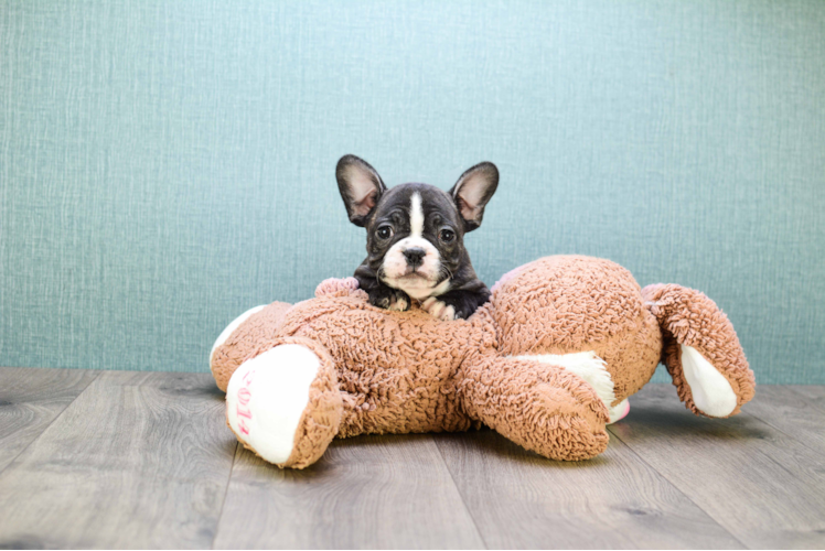 French Bulldog Puppy for Adoption