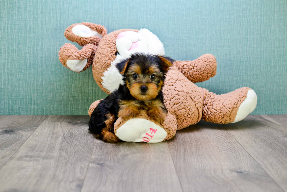 Meet Jeremy - our Yorkshire Terrier Puppy Photo 