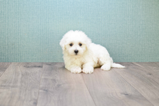 Best Maltipoo Baby