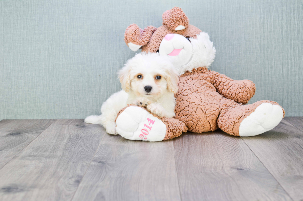 Small Cavachon Baby