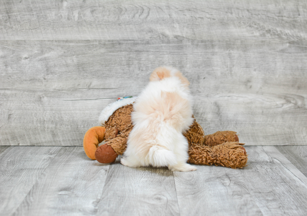 Playful Pomeranian Purebred Pup