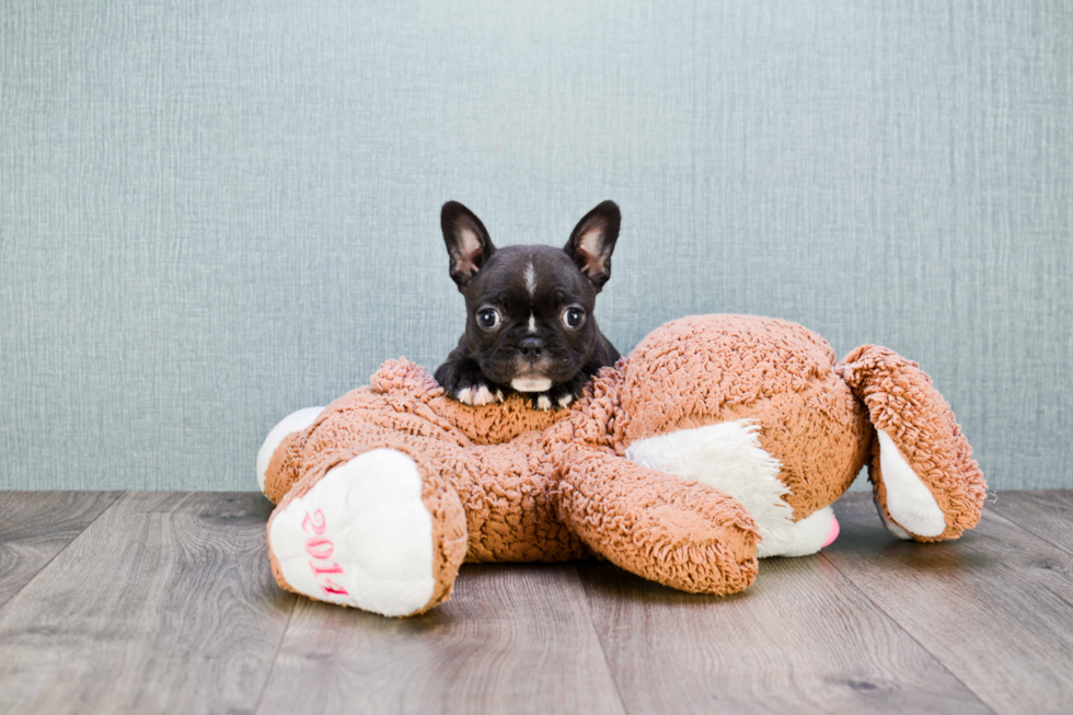 Petite Frenchie Purebred Puppy