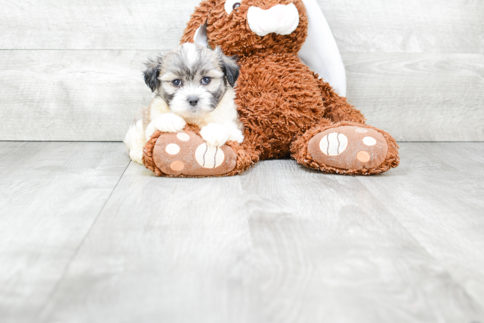 Petite Teddy Bear Designer Pup