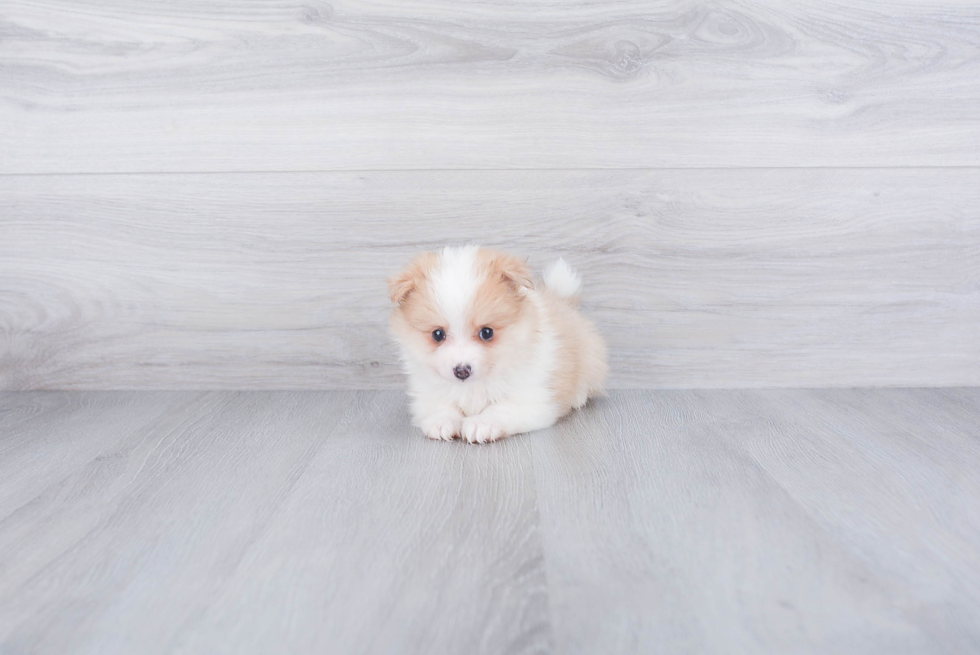 Pomsky Puppy for Adoption