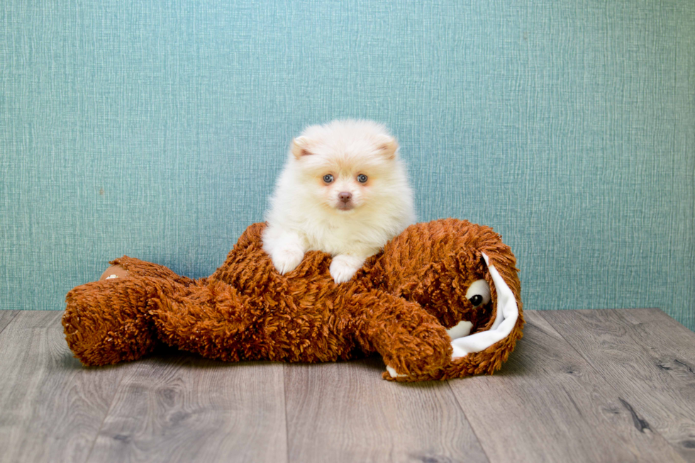 Cute Pomeranian Purebred Puppy