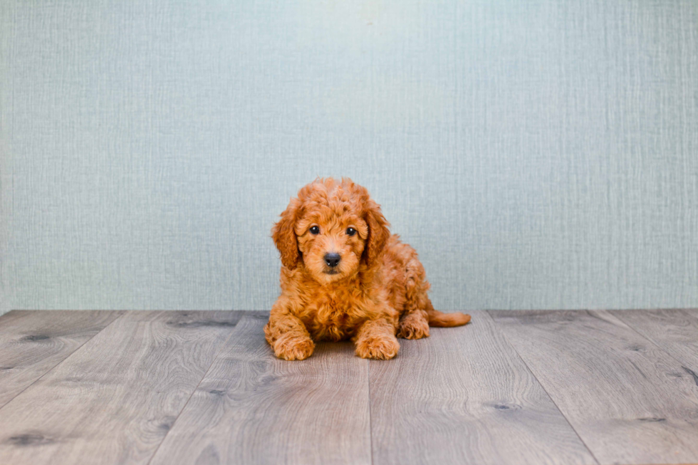 Mini Goldendoodle Pup Being Cute