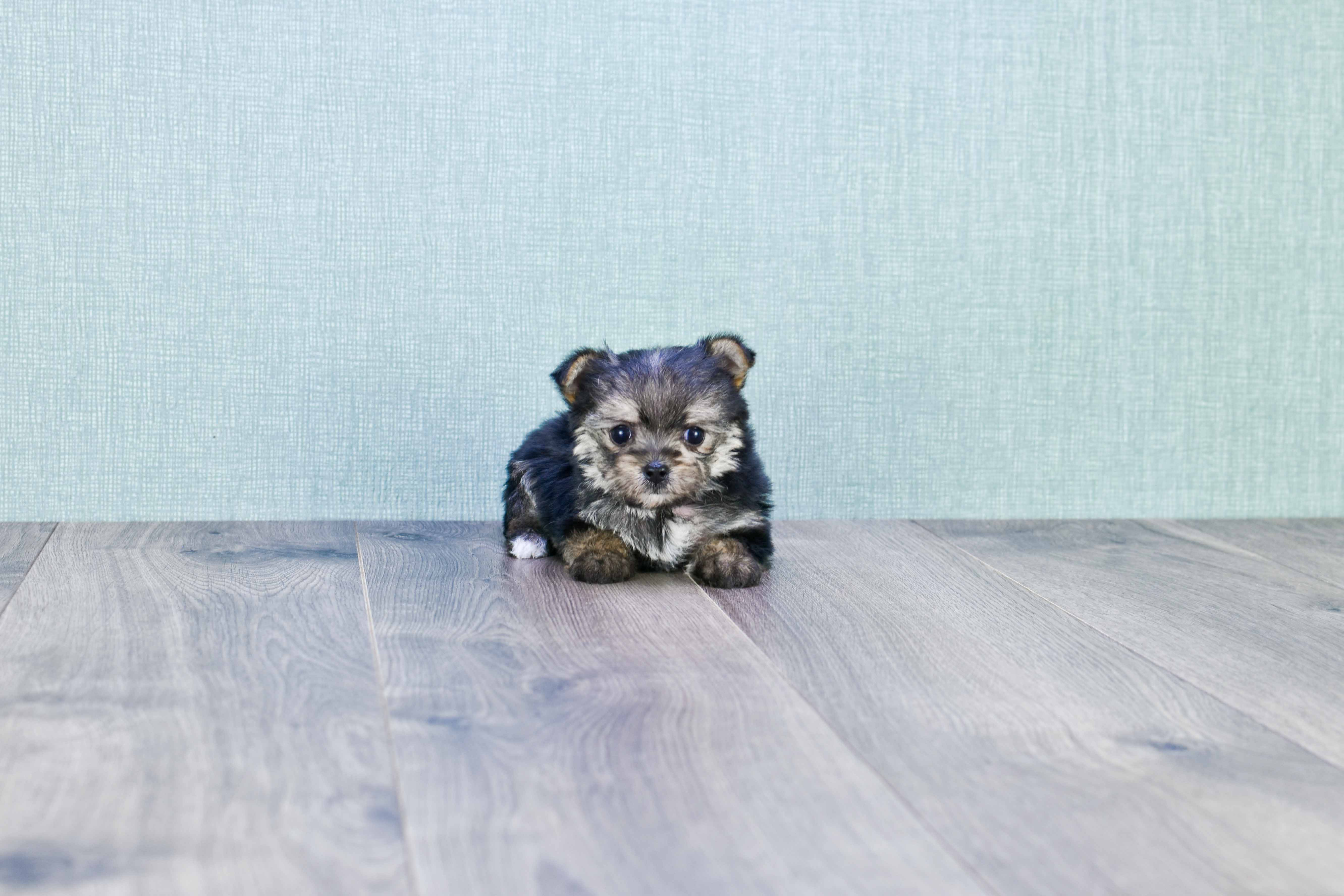 Morkie Pup Being Cute