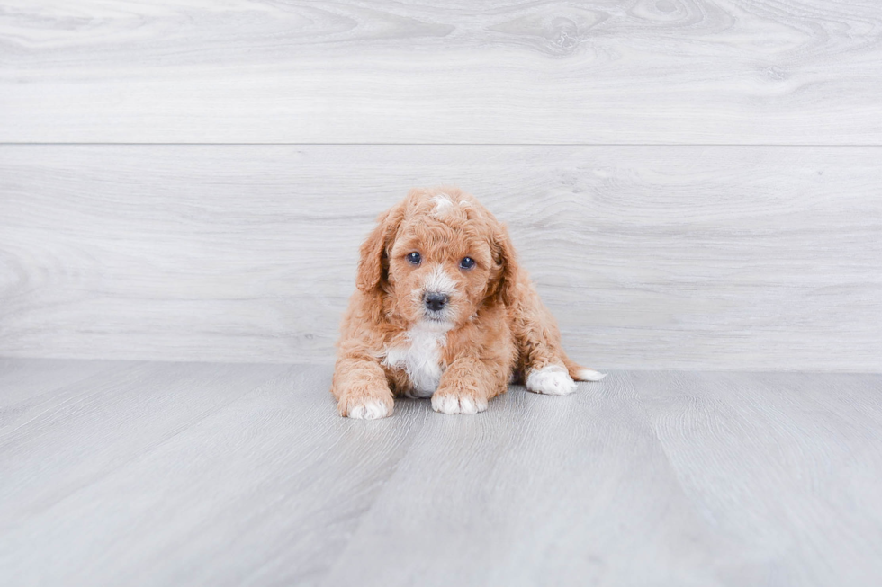 Adorable Cavoodle Poodle Mix Puppy