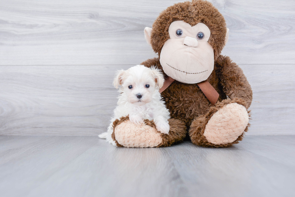 Petite Maltipoo Poodle Mix Pup