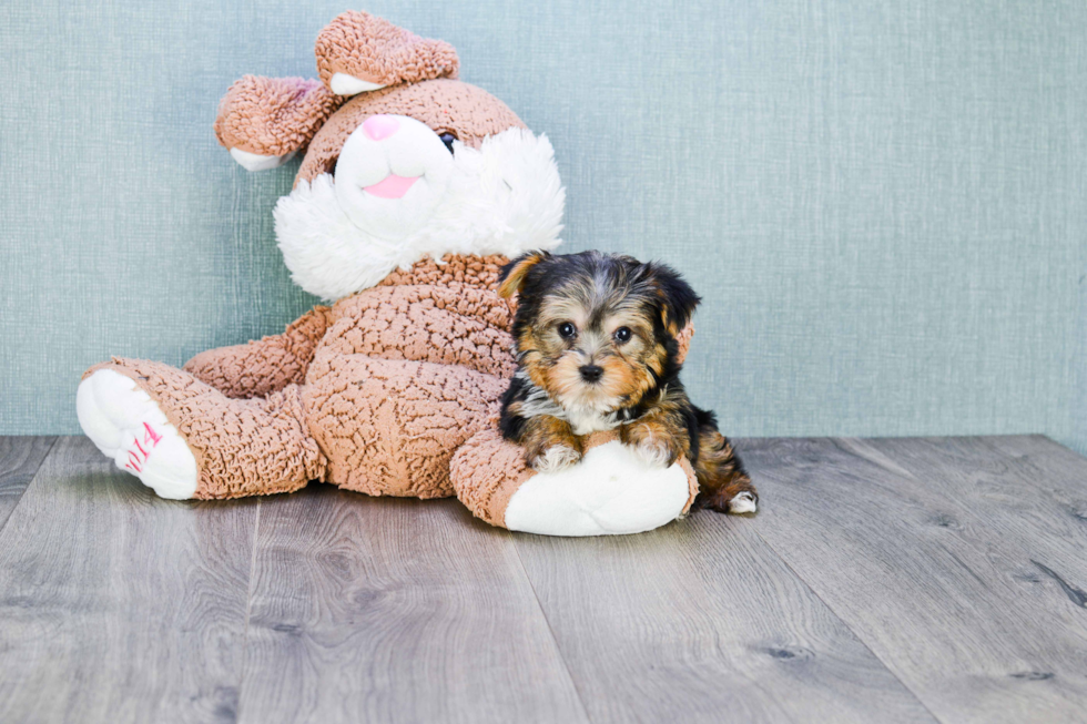 Meet Timmy - our Yorkshire Terrier Puppy Photo 