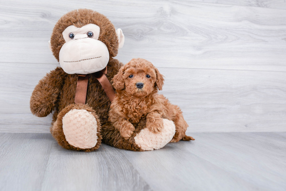 Small Cockapoo Baby