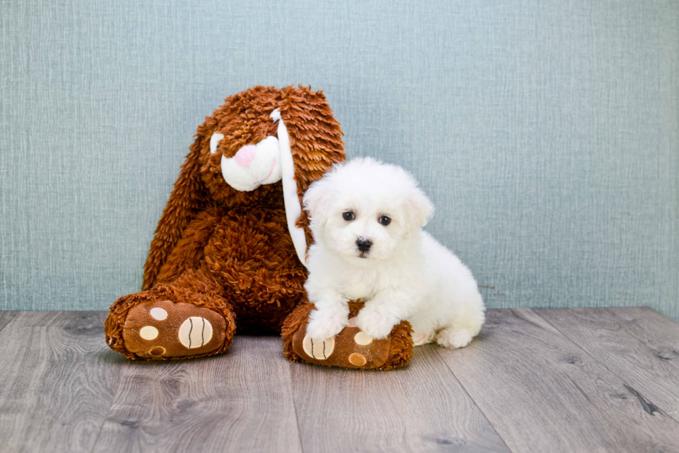 Maltipoo Puppy for Adoption