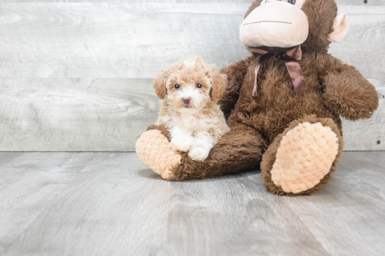 Energetic Maltepoo Poodle Mix Puppy