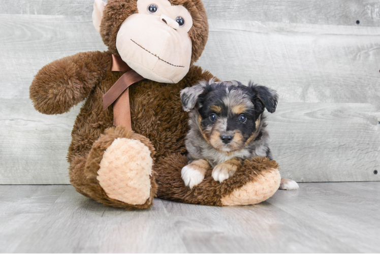 Popular Mini Aussiedoodle Poodle Mix Pup