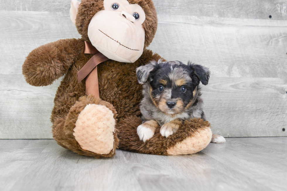 Popular Mini Aussiedoodle Poodle Mix Pup