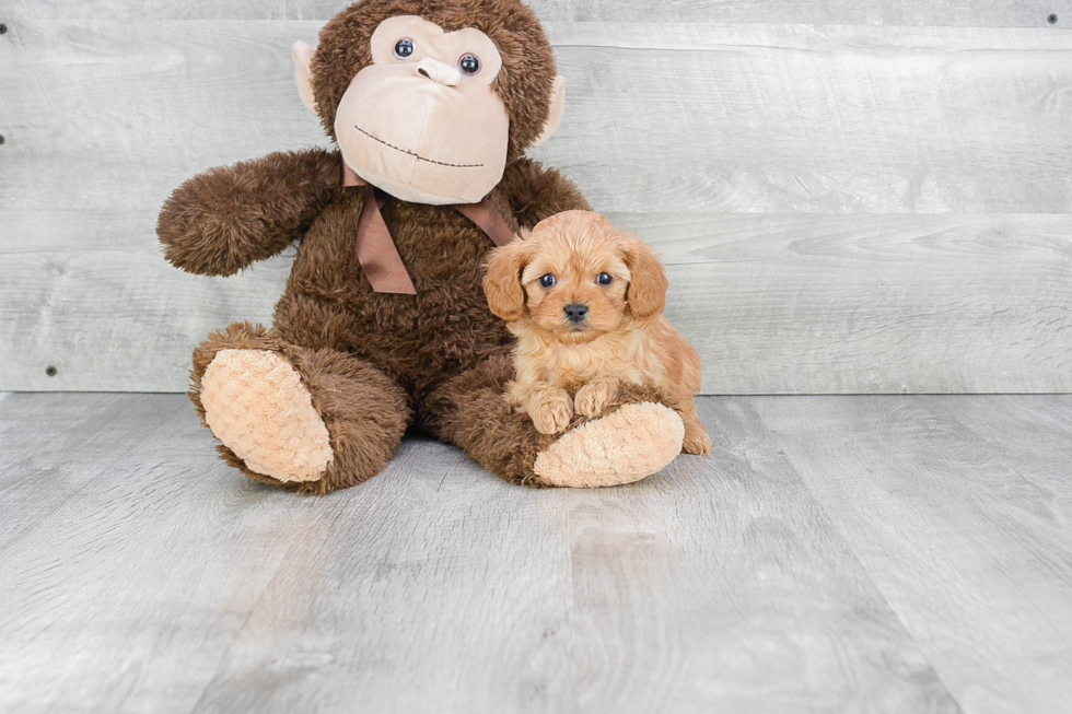 Cavapoo Pup Being Cute