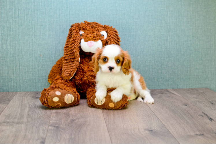 Popular Cavalier King Charles Spaniel Purebred Pup
