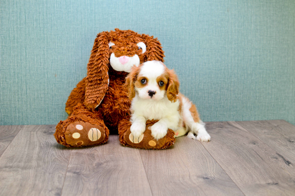 Popular Cavalier King Charles Spaniel Purebred Pup