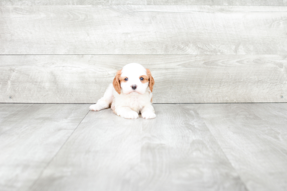 Cavalier King Charles Spaniel Pup Being Cute