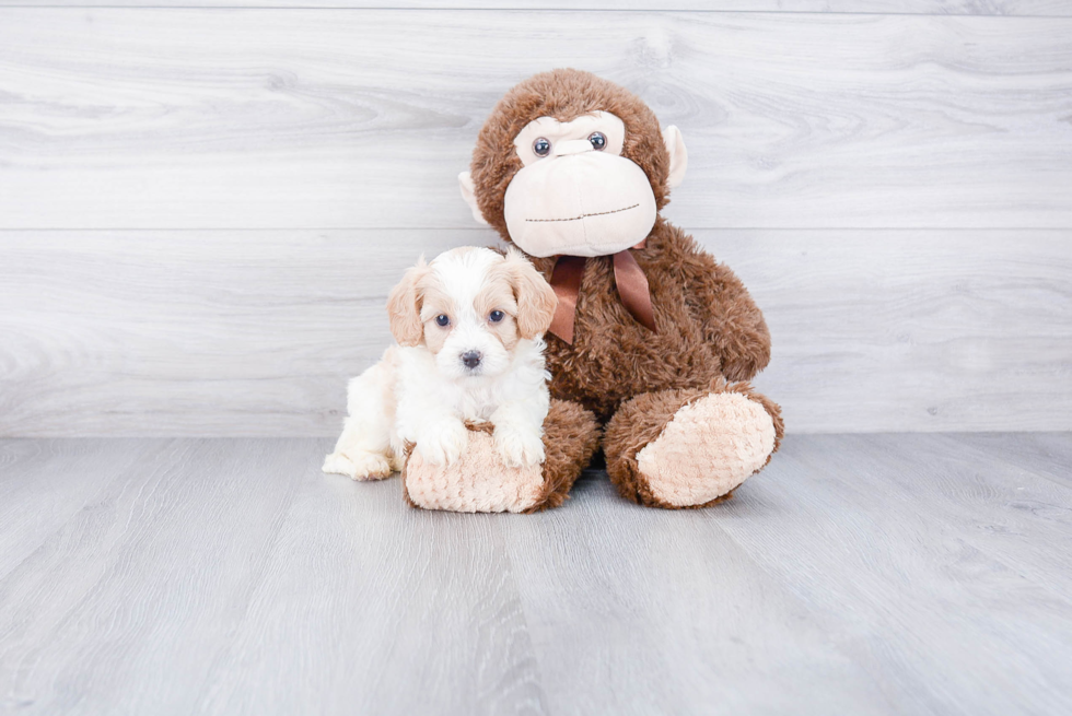 Friendly Cavachon Baby