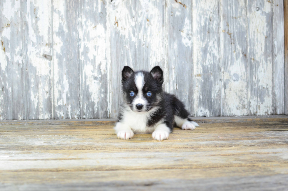 Best Pomsky Baby