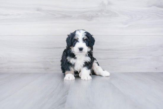 Adorable Mini Berniedoodle Poodle Mix Puppy