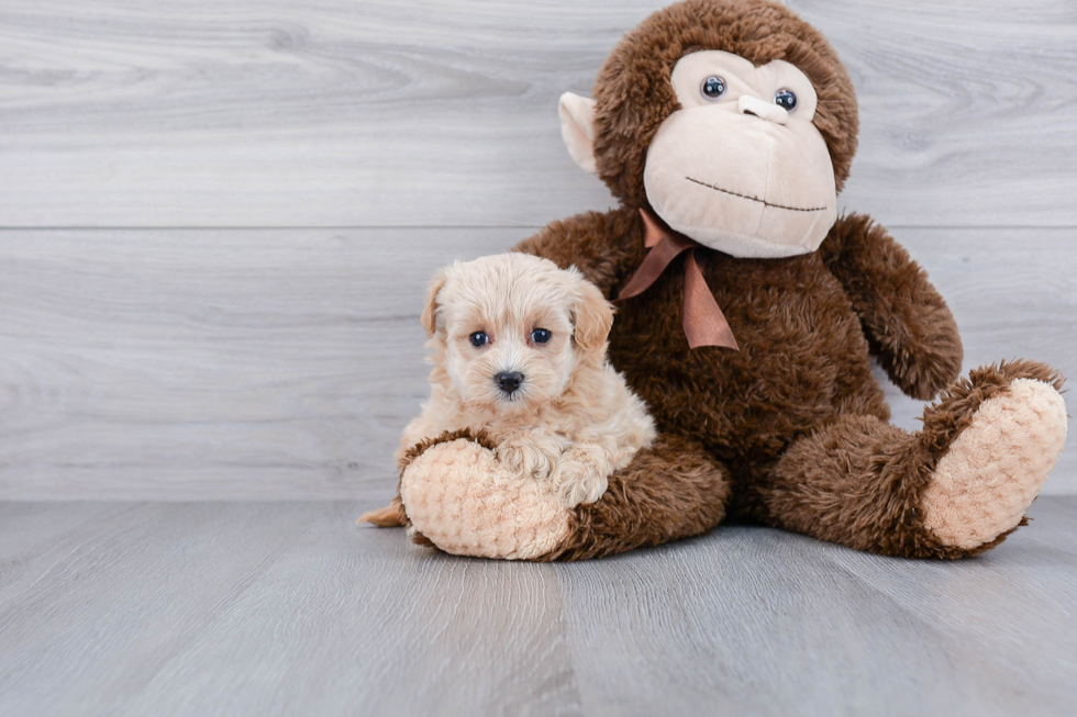 Best Maltipoo Baby