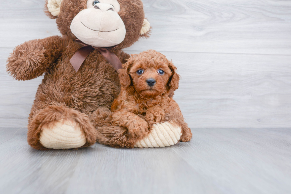 Best Cavapoo Baby