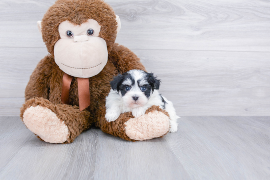 Small Havanese Purebred Pup