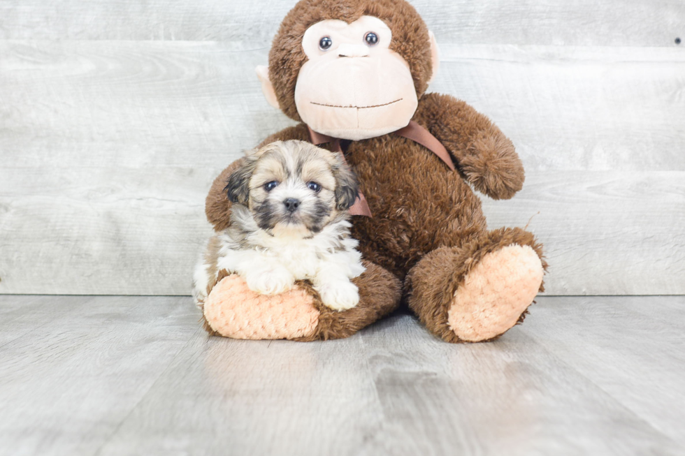 Teddy Bear Puppy for Adoption