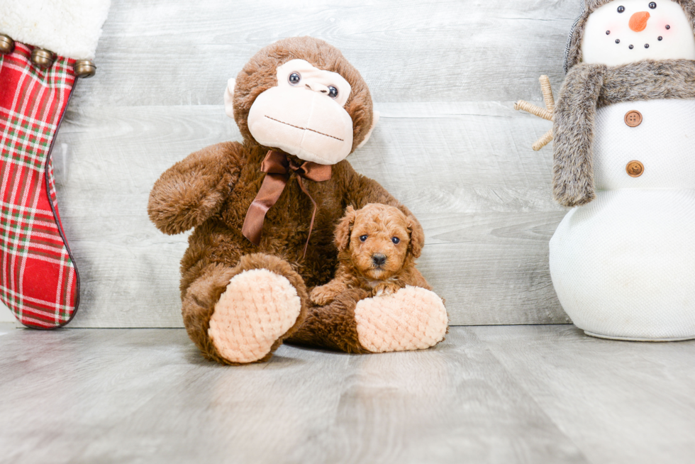 Fluffy Pudle Purebred Puppy