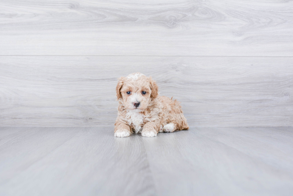 Sweet Maltipoo Baby