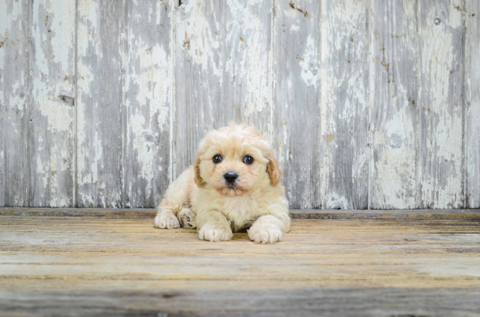 Best Cavachon Baby