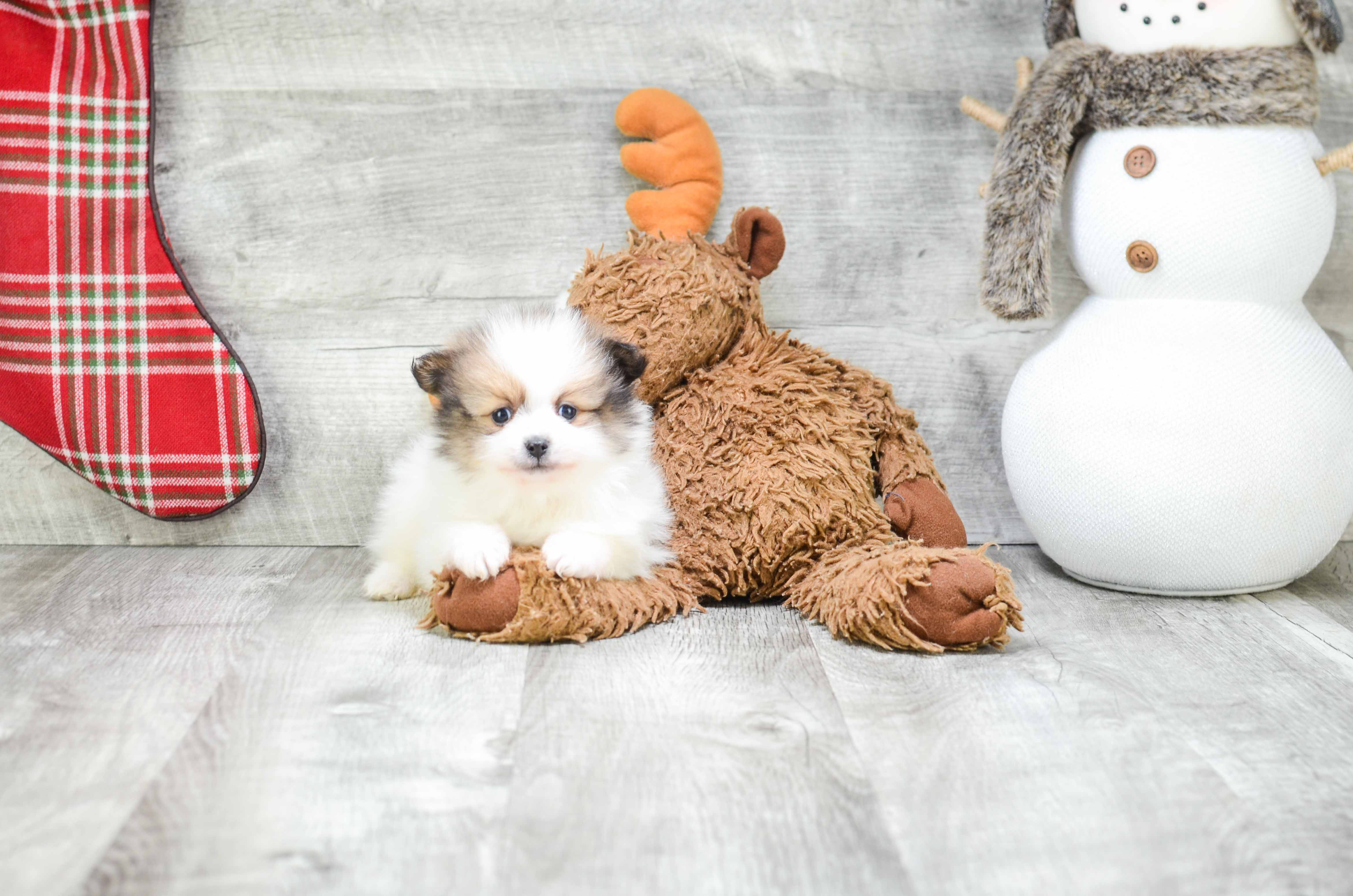 Pomeranian Pup Being Cute