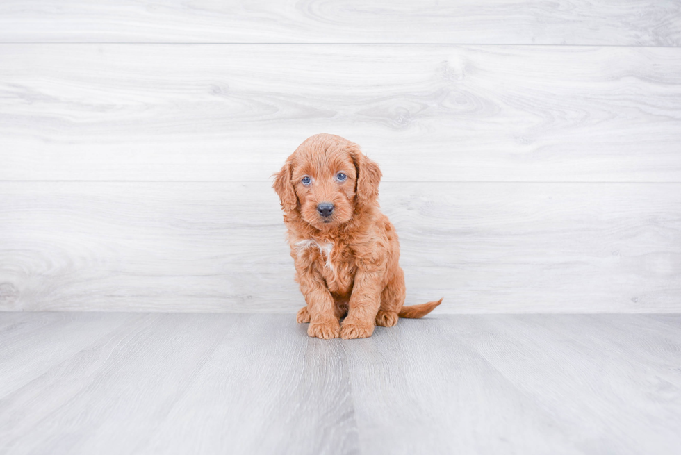 Mini Goldendoodle Pup Being Cute