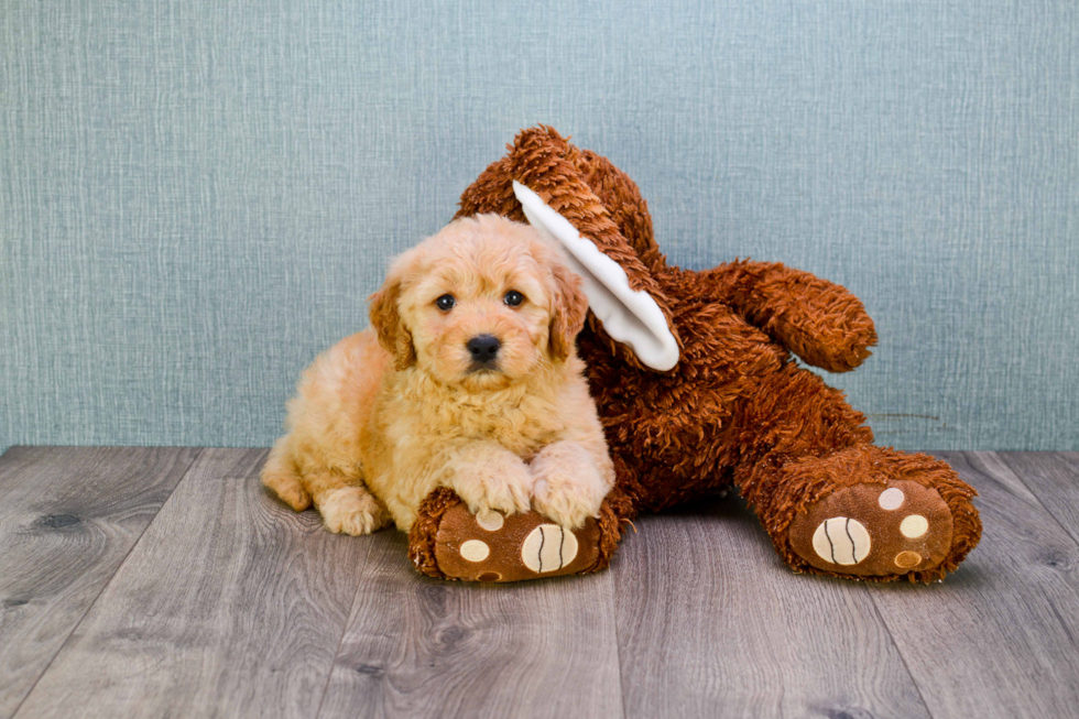 Sweet Mini Goldendoodle Baby