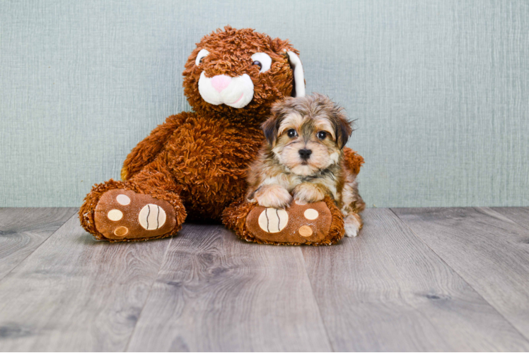 Best Morkie Baby