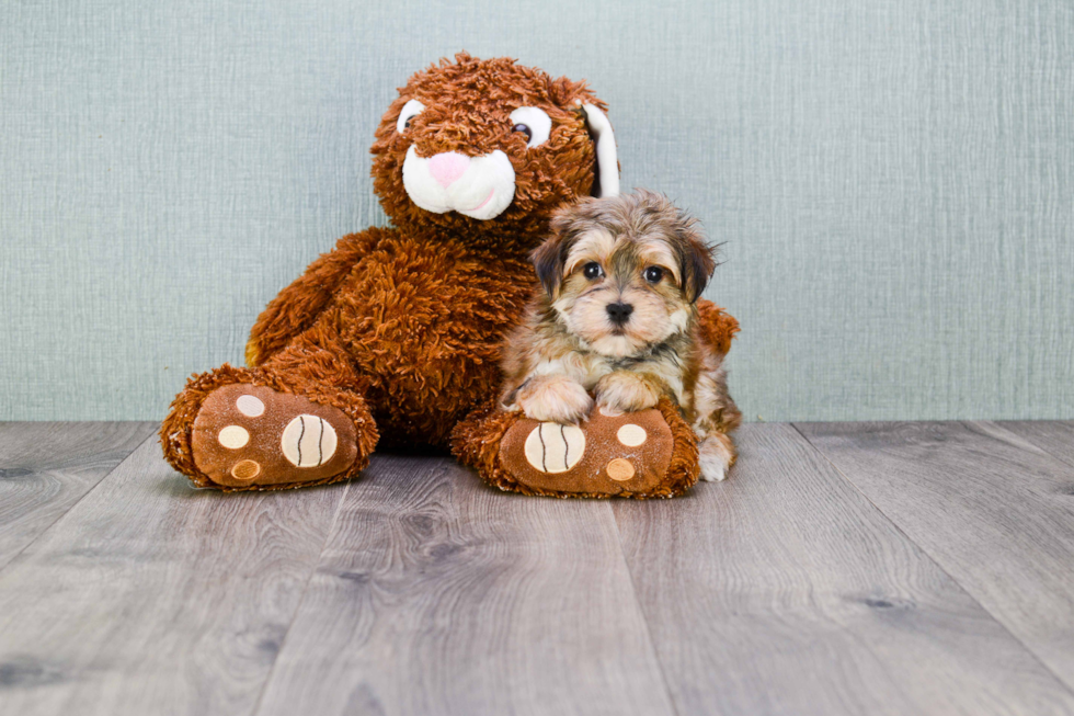 Best Morkie Baby