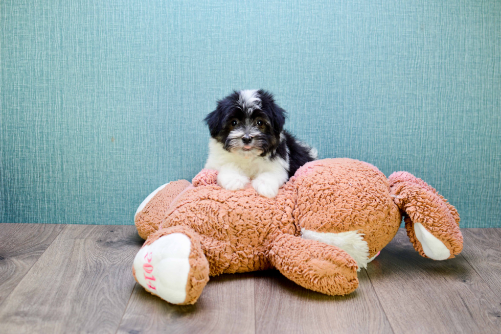 Playful Havanese Baby