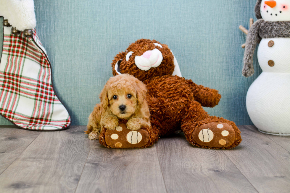 Little Cavoodle Poodle Mix Puppy