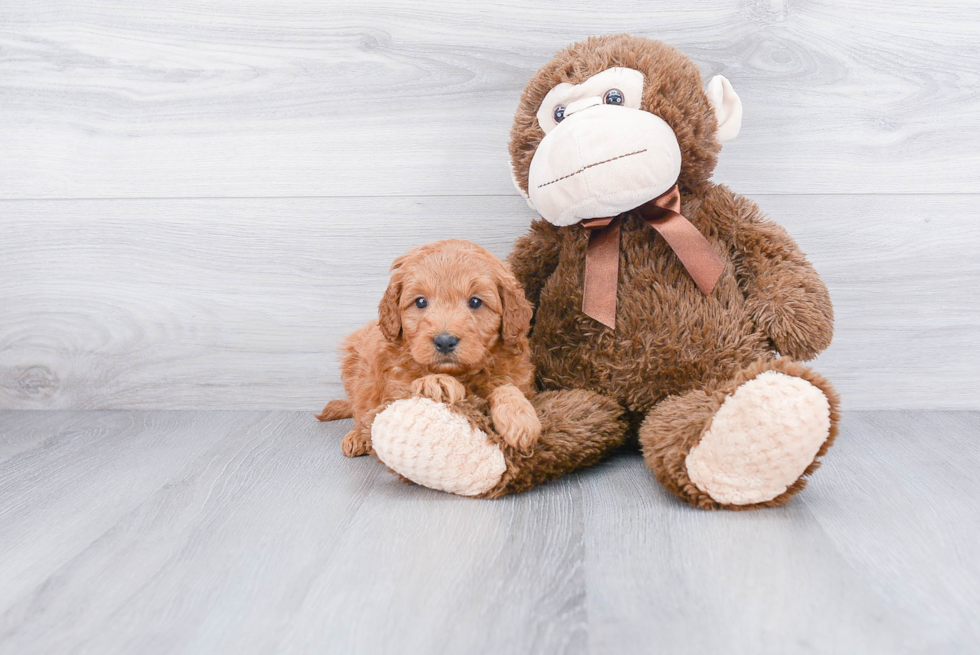 Friendly Mini Goldendoodle Baby