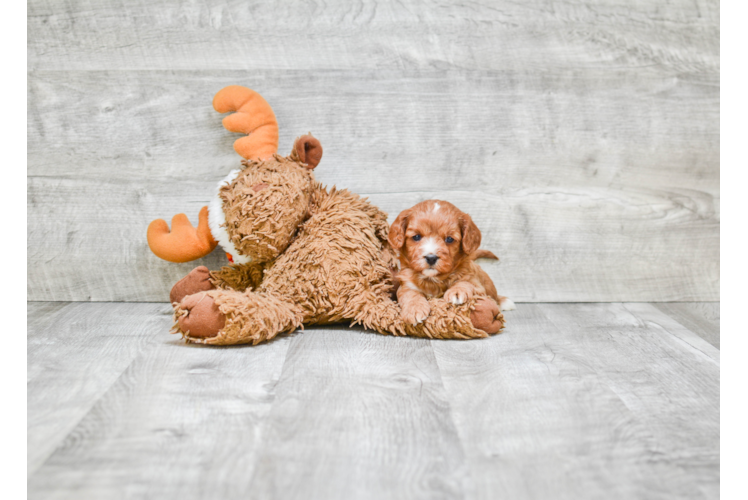 Playful Cavoodle Poodle Mix Puppy