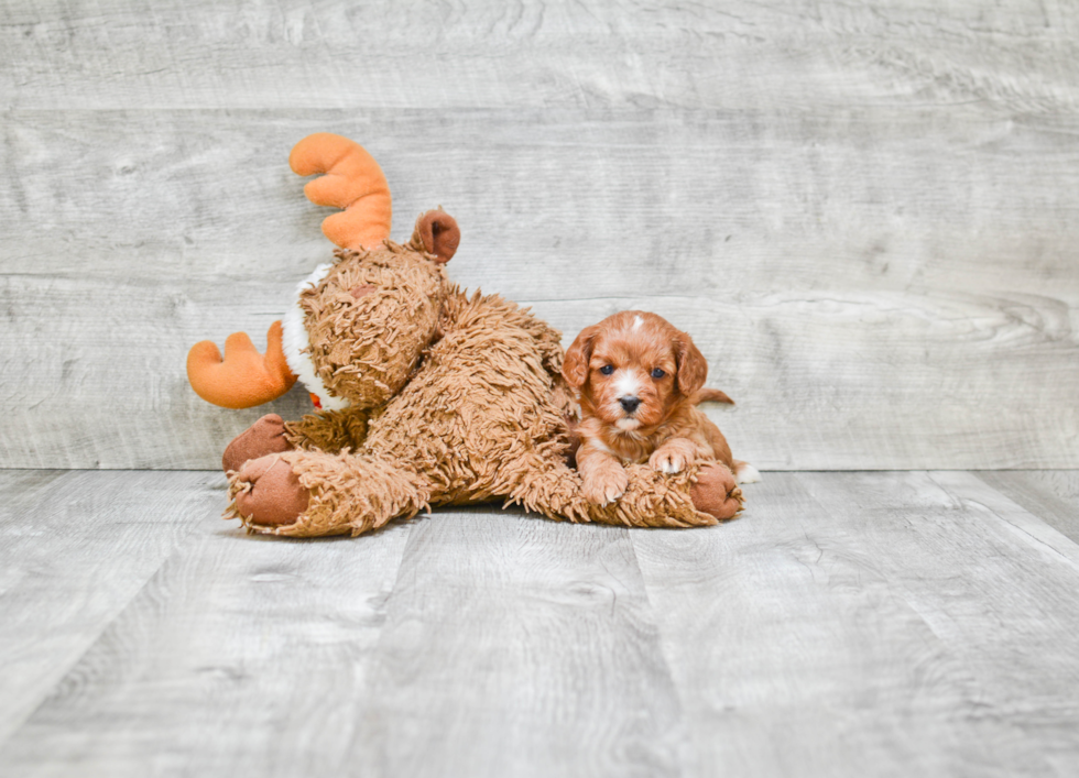 Playful Cavoodle Poodle Mix Puppy