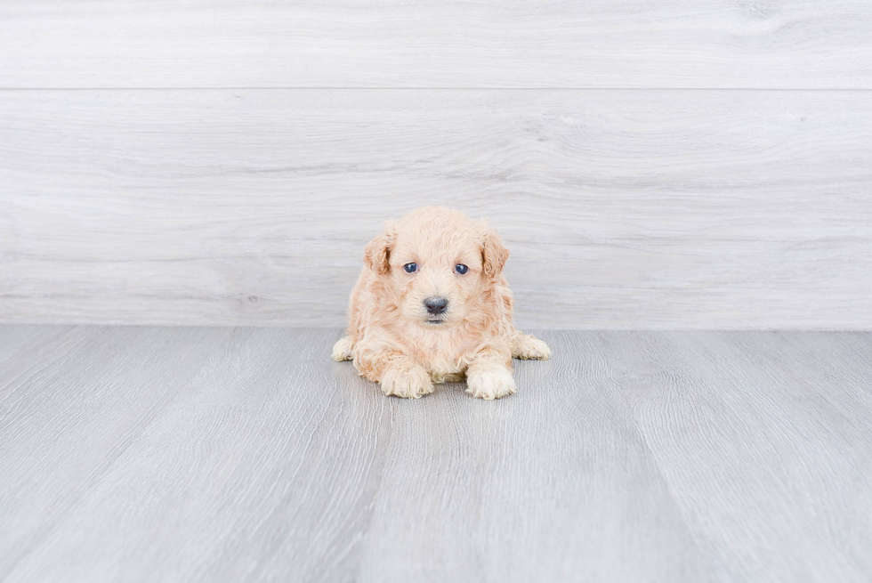 Petite Maltipoo Poodle Mix Pup