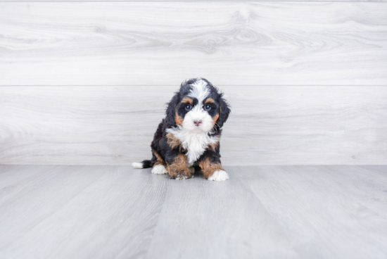 Mini Bernedoodle Pup Being Cute