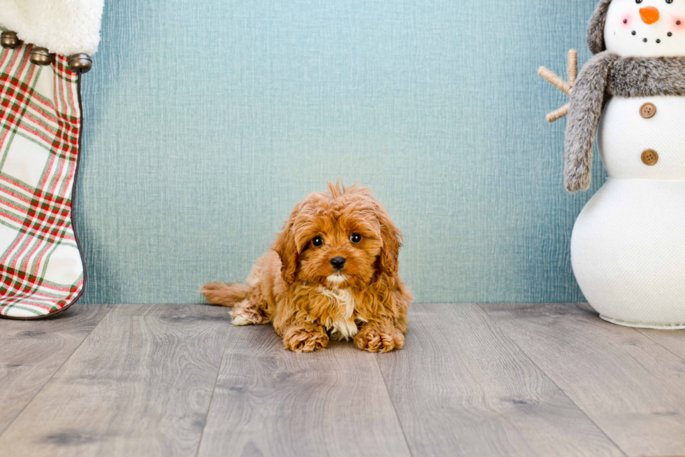 Little Cavoodle Poodle Mix Puppy