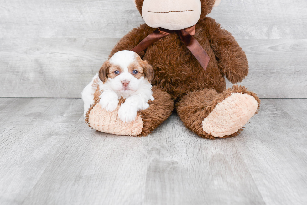 Teddy Bear Pup Being Cute