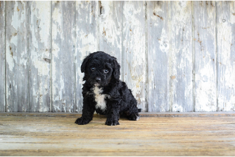 Happy Mini Bernedoodle Baby